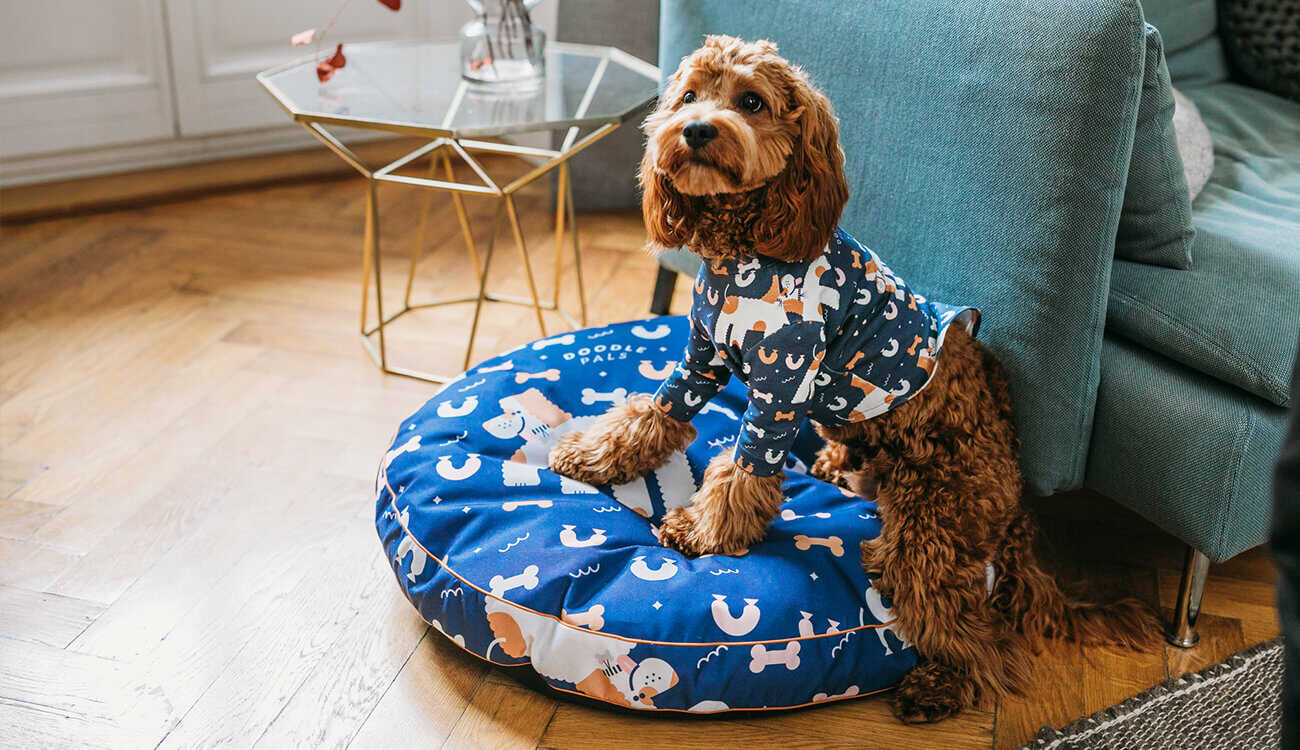 Zdjęcie psa z sesji zdjęciowej produktów marki Doodle Pals - niebieski wzór ubranka i kojca Weronika Wolska.